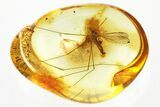 Detailed Fossil Crane Fly (Elephantomyia) In Baltic Amber - Rare! #321719-1